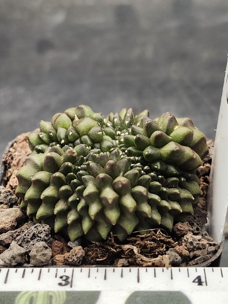 Gymnocalycium Cristata Crested Thornless Cactus Unique Rare Special Cacti #7980 - Image 2