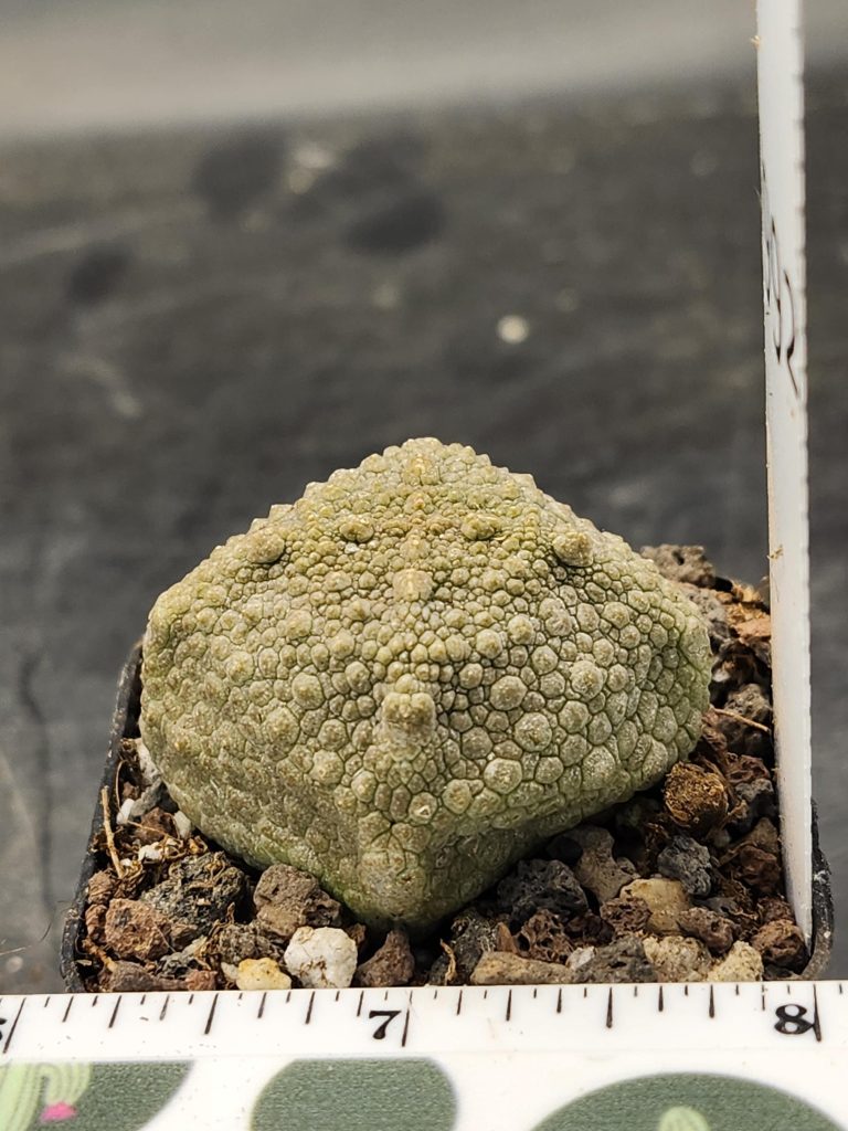 Rare Pseudolithos Cubiformis - Exotic Cube-Shaped Succulent, Ships Bare Root #7992 - Image 2