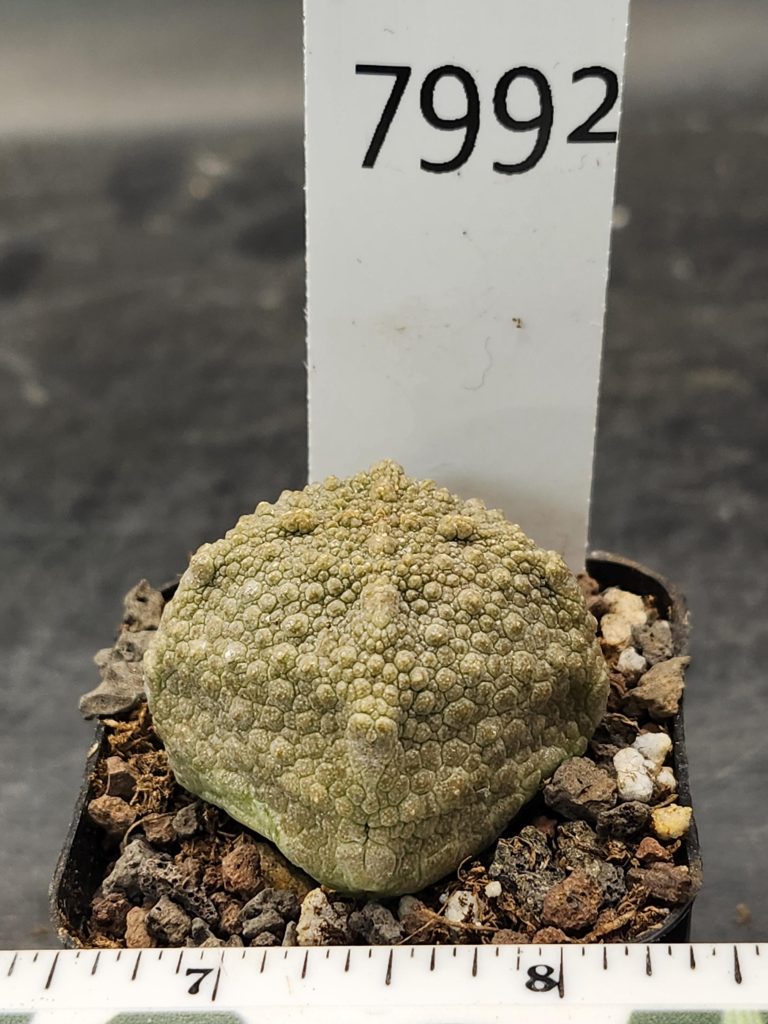 Rare Pseudolithos Cubiformis - Exotic Cube-Shaped Succulent, Ships Bare Root #7992 - Image 3