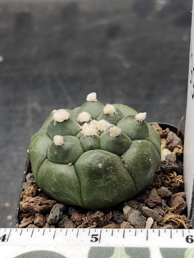 Astrophytum Asterias Lizard Skin Cactus Kikko 2" Large Spots #7991 - Image 2