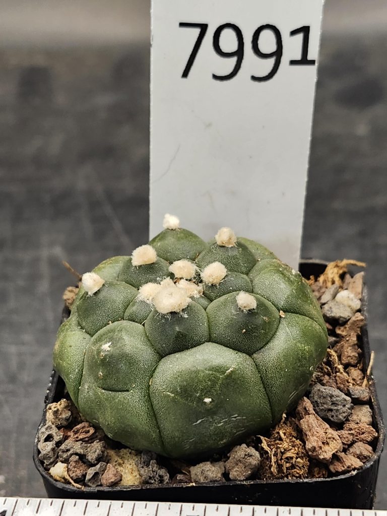 Astrophytum Asterias Lizard Skin Cactus Kikko 2" Large Spots #7991 - Image 3
