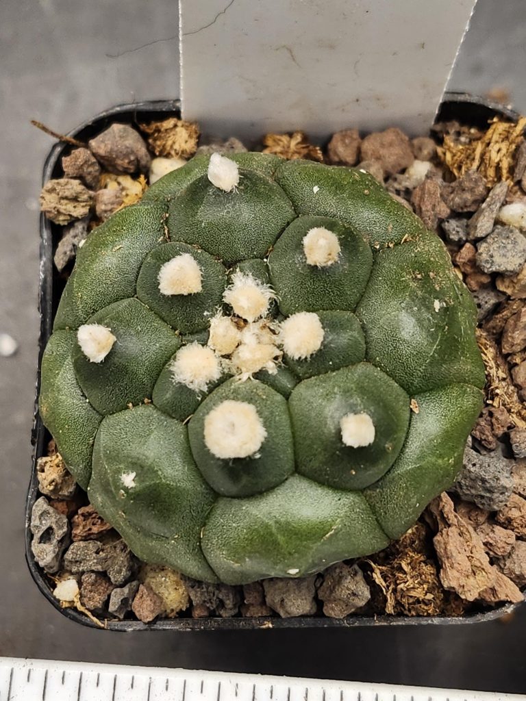 Astrophytum Asterias Lizard Skin Cactus Kikko 2" Large Spots #7991