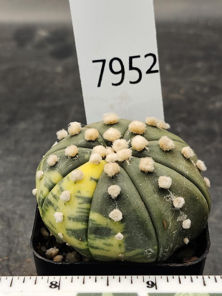 Astrophytum Variegated Cactus Beautiful mostly dark green with yellow spots and fuzz balls #7952 - Image 3