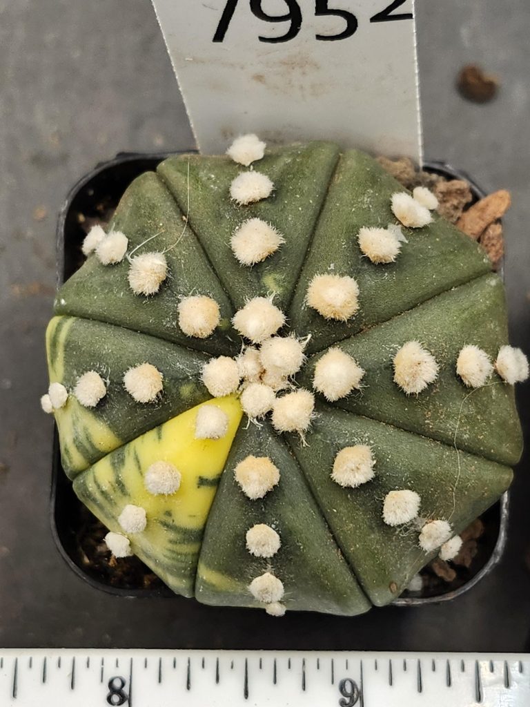 Astrophytum Variegated Cactus Beautiful mostly dark green with yellow spots and fuzz balls #7952