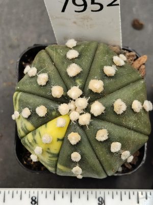 Astrophytum Variegated Cactus Beautiful mostly dark green with yellow spots and fuzz balls #7952