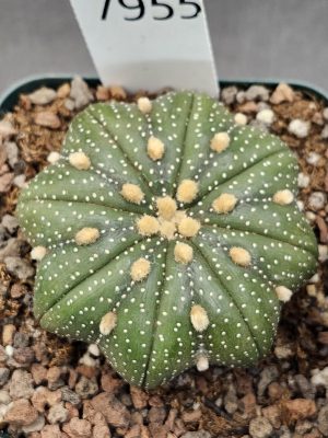 Astrophytum Cactus Beautiful #7955 Gorgeous Cream Tufts and Perfect Legs, Large Live Cacti HUGE - 2.75 inch pot