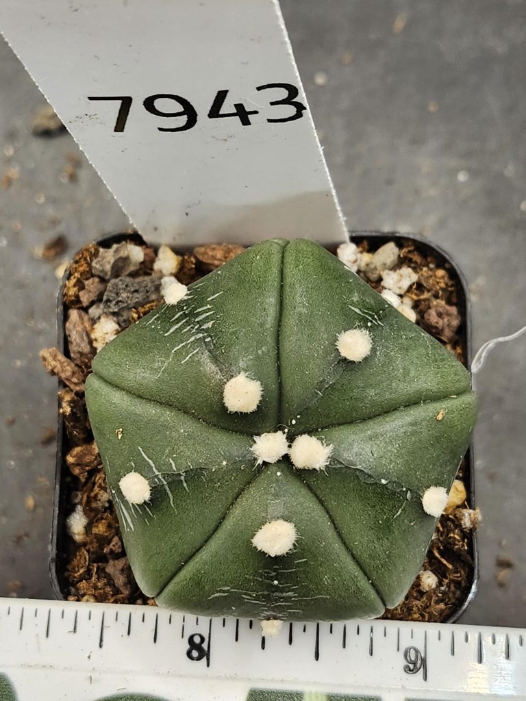 Astrophytum Cactus Beautiful #7943 Gorgeous Cream Tufts and Only 5 Ribs, Live Cacti - 2 inch pot