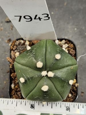 Astrophytum Cactus Beautiful #7943 Gorgeous Cream Tufts and Only 5 Ribs, Live Cacti - 2 inch pot