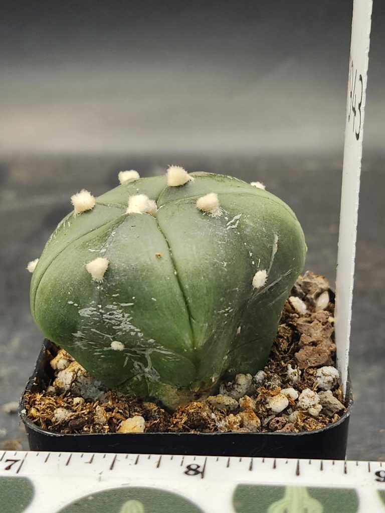 Astrophytum Cactus Beautiful #7943 Gorgeous Cream Tufts and Only 5 Ribs, Live Cacti - 2 inch pot - Image 2