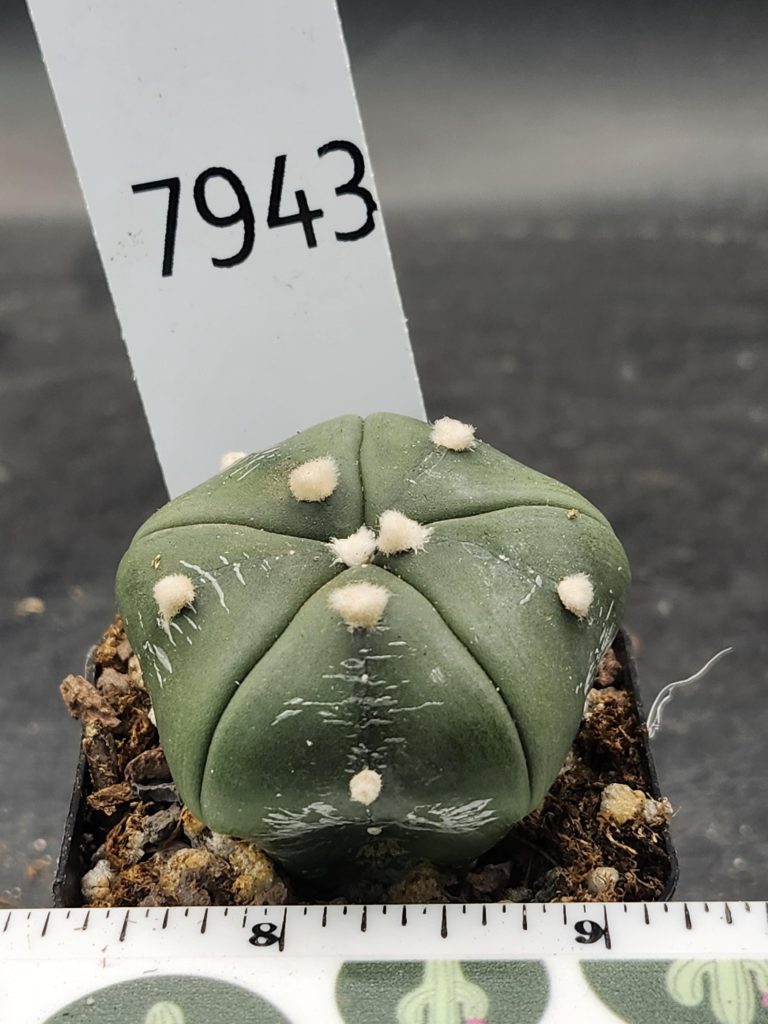 Astrophytum Cactus Beautiful #7943 Gorgeous Cream Tufts and Only 5 Ribs, Live Cacti - 2 inch pot - Image 3