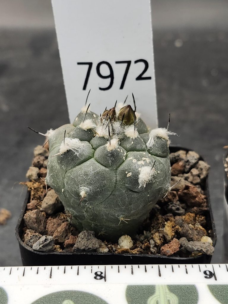 Rare Turbinicarpus Schmiedickeanus Cactus – Unique Collector’s Succulent #7972 - Image 3