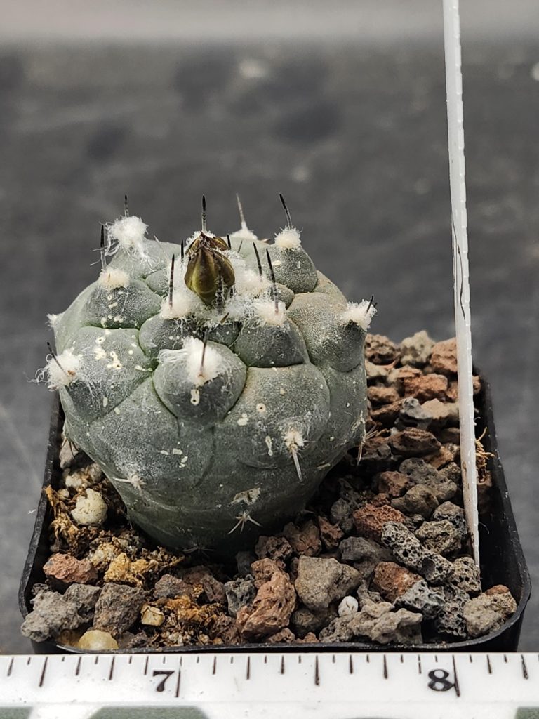 Rare Turbinicarpus Schmiedickeanus Cactus – Unique Collector’s Succulent #7972 - Image 2