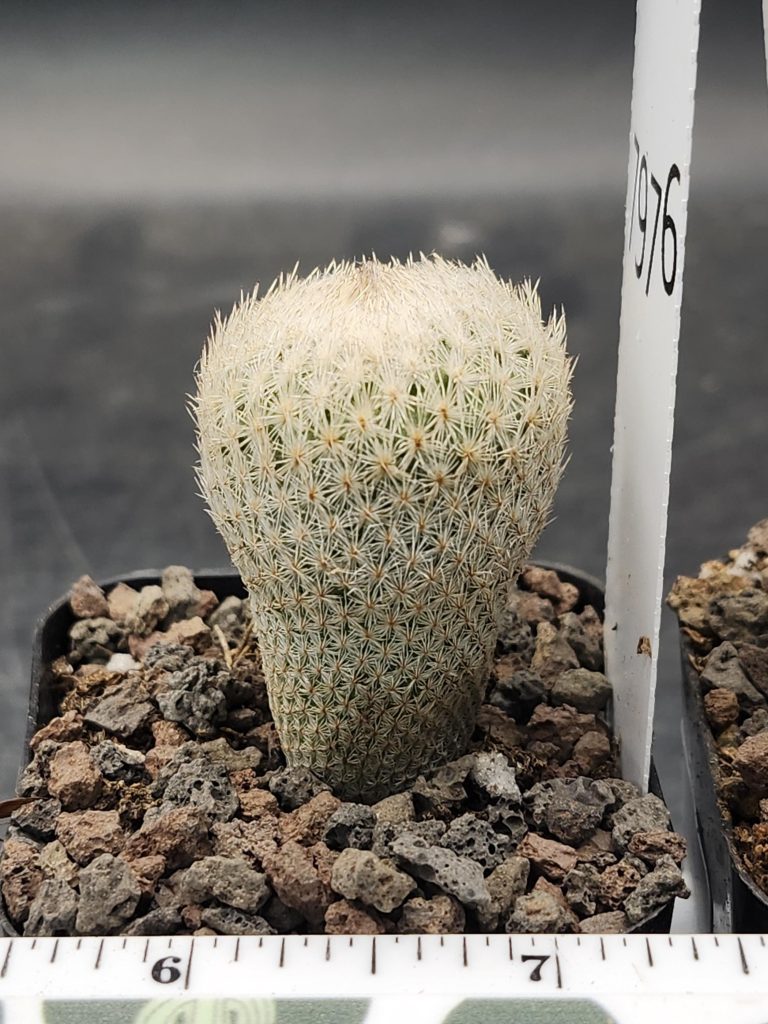 Epithelantha Micromeris Cactus – Rare Miniature Button Cactus, Perfect for Succulent Collections! #7976 - Image 3