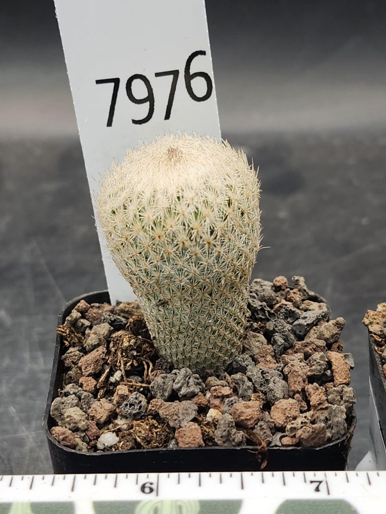 Epithelantha Micromeris Cactus – Rare Miniature Button Cactus, Perfect for Succulent Collections! #7976