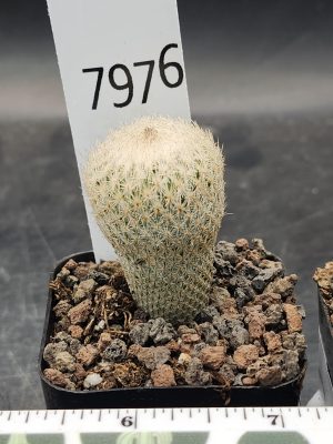 Epithelantha Micromeris Cactus β Rare Miniature Button Cactus, Perfect for Succulent Collections! #7976