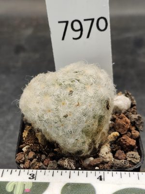 Mammillaria Plumosa Soft Fuzzy Feather Cactus Unique Striking Funky Cactus Fun Pretty #7970