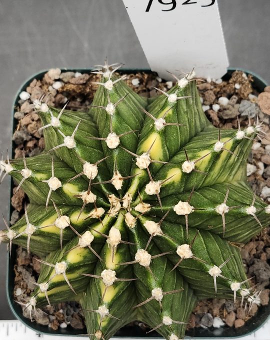 Gymnocalycium Mihanovichii Variegated Great Size, Big with Unique Green and Yellow Pattern, 3.25" pot Cactus #7925