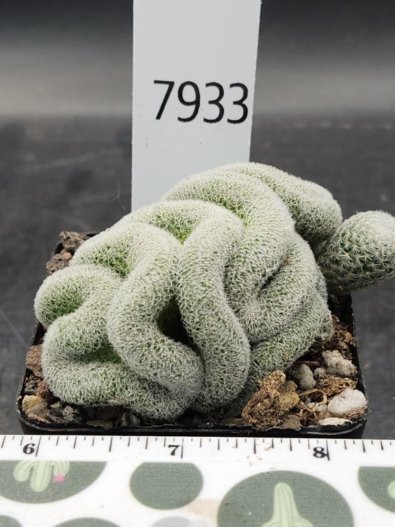 Mammillaria Perbella Cristata Brain Cactus Unique Striking Funky Cactus Fun Pretty #7933 - 2.75 inch pot - Image 3