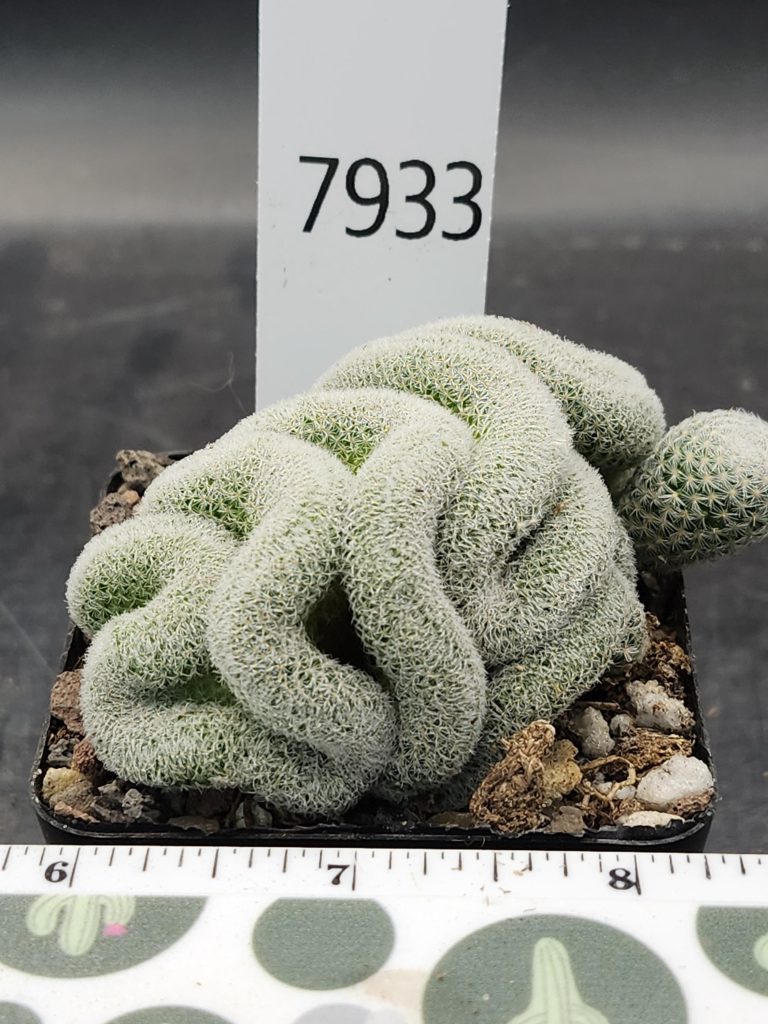 Mammillaria Perbella Cristata Brain Cactus Unique Striking Funky Cactus Fun Pretty #7933 - 2.75 inch pot - Image 3