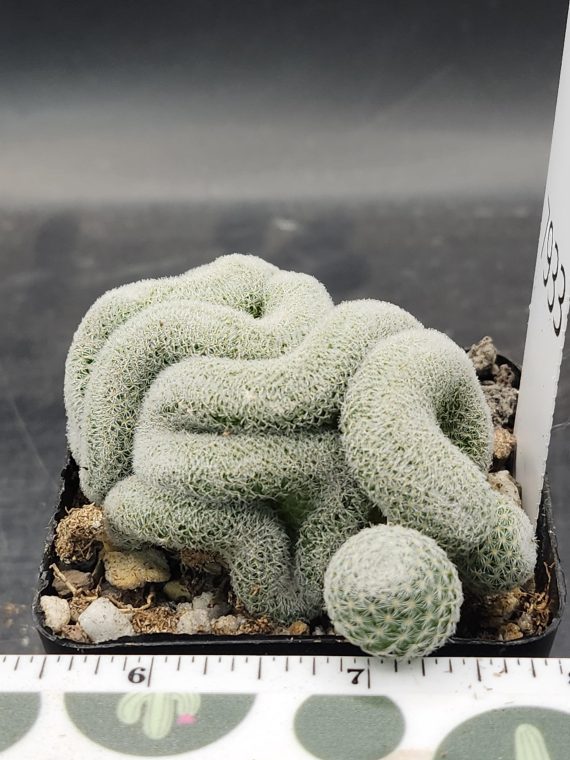 Mammillaria Perbella Cristata Brain Cactus Unique Striking Funky Cactus Fun Pretty #7933 - 2.75 inch pot - Image 2