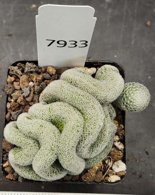 Mammillaria Perbella Cristata Brain Cactus Unique Striking Funky Cactus Fun Pretty #7933 - 2.75 inch pot