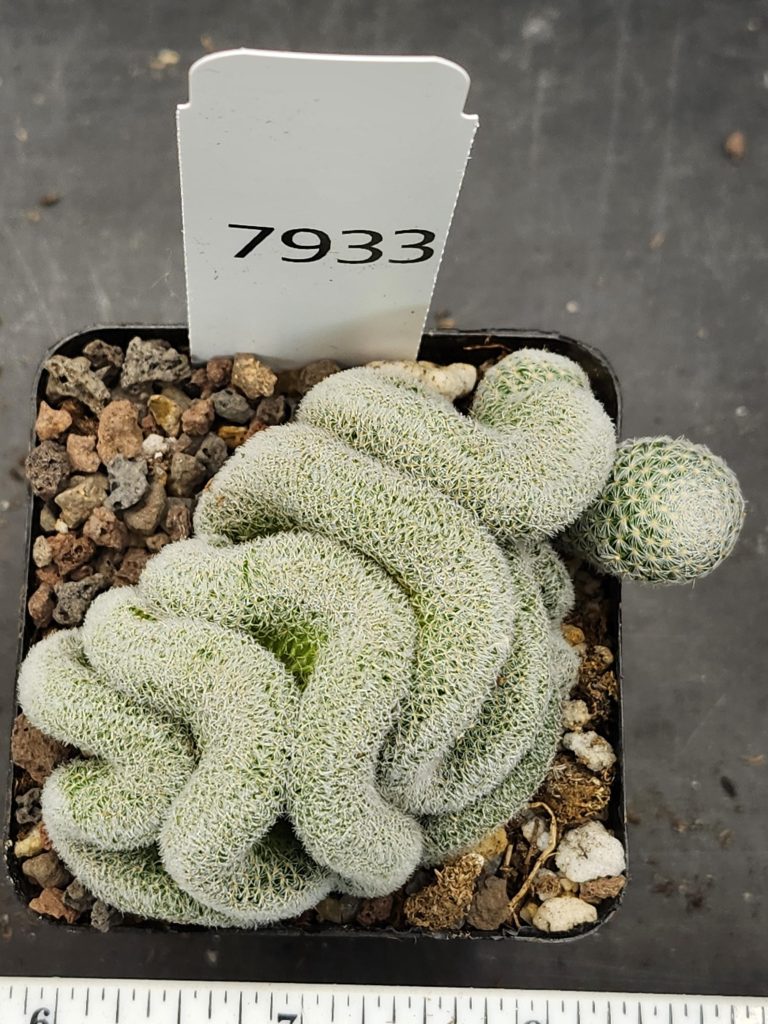 Mammillaria Perbella Cristata Brain Cactus Unique Striking Funky Cactus Fun Pretty #7933 - 2.75 inch pot