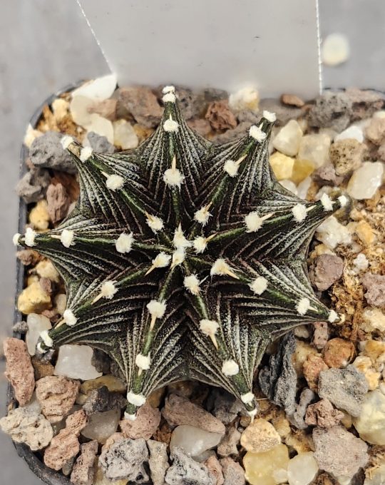 Gymnocalycium Stenopleurum VOS1241 Vos 1241 Cactus Unique Stunning Chevrons #7946