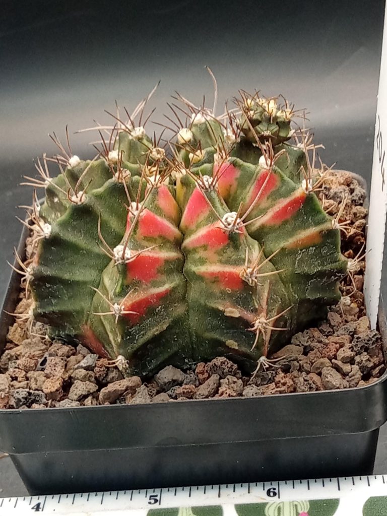 Gymnocalycium Mihanovichii Variegated Great Size, Big with Pups, 3.25" pot Cactus #204 - Image 3