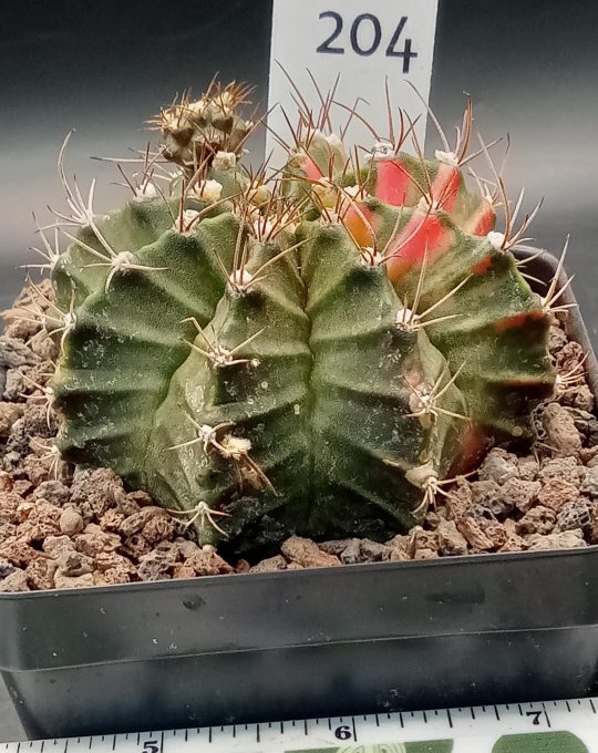 Gymnocalycium Mihanovichii Variegated Great Size, Big with Pups, 3.25" pot Cactus #204