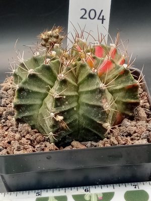 Gymnocalycium Mihanovichii Variegated Great Size, Big with Pups, 3.25" pot Cactus #204