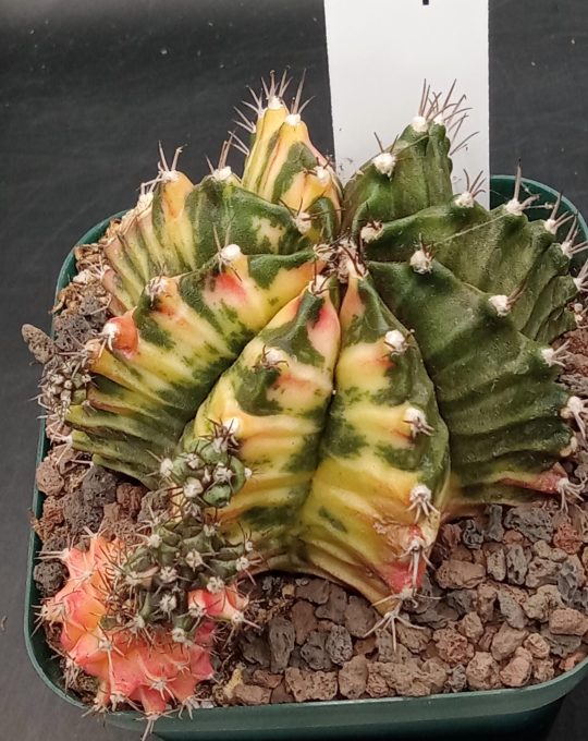 Gymnocalycium Mihanovichii Variegated Great Size, Big with Many Pups, Colorful Mama, 3.25" pot Cactus #242