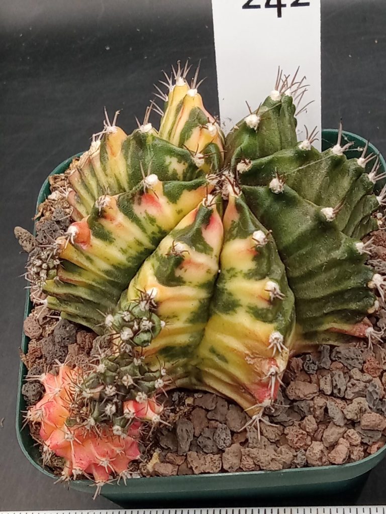 Gymnocalycium Mihanovichii Variegated Great Size, Big with Many Pups, Colorful Mama, 3.25" pot Cactus #242