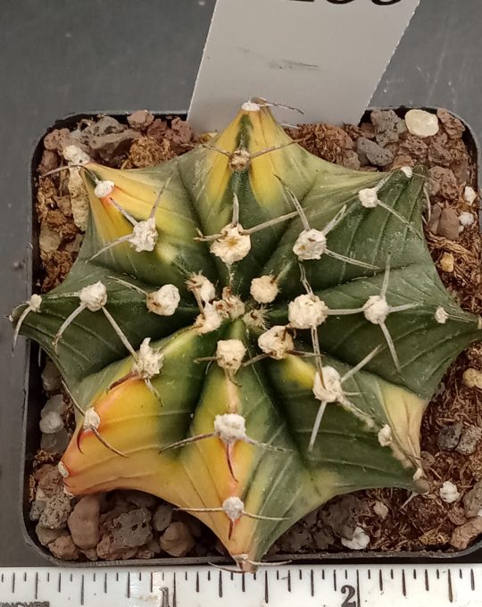 Gymnocalycium Mihanovichii Beautiful Unique Yellow and Green Lemon and Lime Variegation Variegated Cactus #206