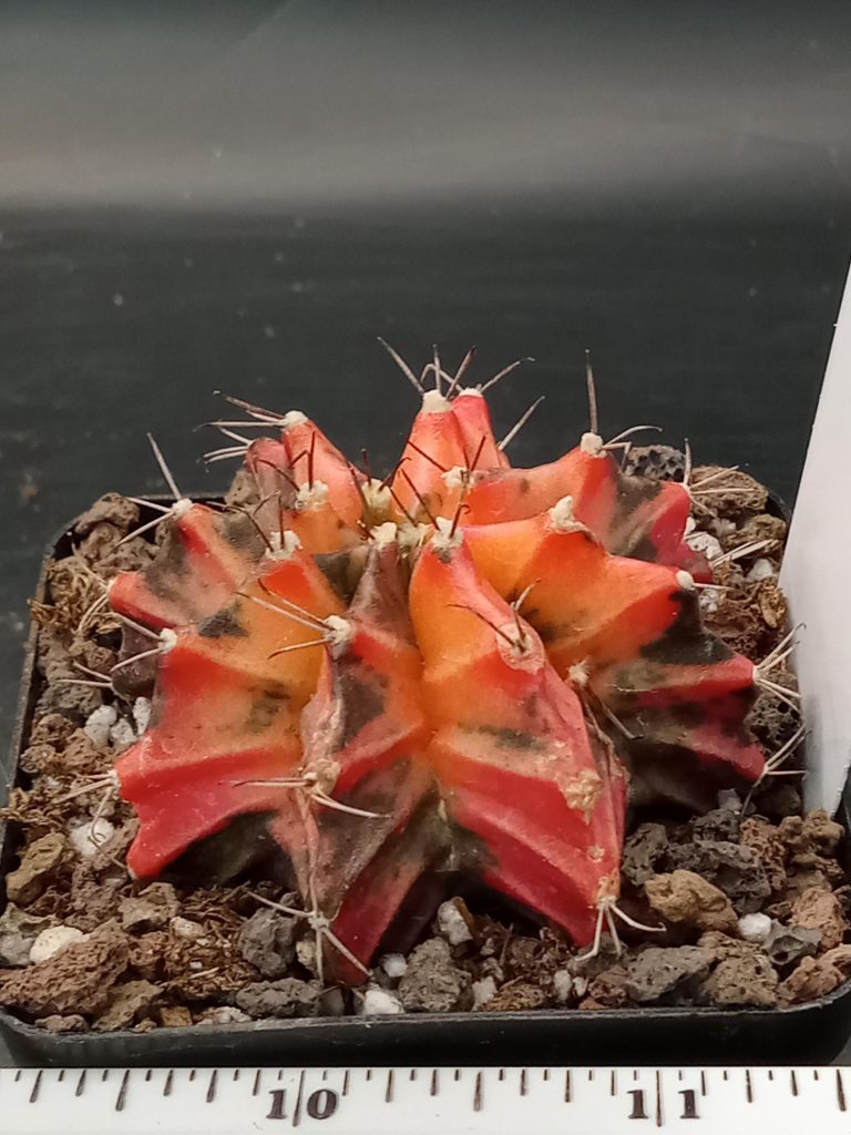 Gymnocalycium Mihanovichii Beautiful Unique Pink and Pretty Variegation Variegated Cactus #217 - Image 2