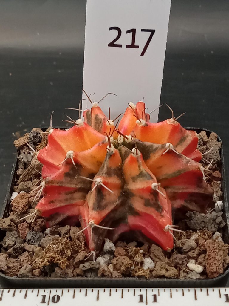 Gymnocalycium Mihanovichii Beautiful Unique Pink and Pretty Variegation Variegated Cactus #217 - Image 3