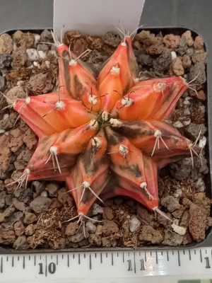 Gymnocalycium Mihanovichii Beautiful Unique Pink and Pretty Variegation Variegated Cactus #217