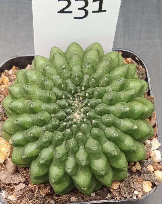 Gymnocalycium Cristata Crested Thornless Cactus Unique Rare Special Cacti Unique Spiral #231