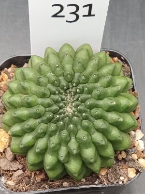 Gymnocalycium Cristata Crested Thornless Cactus Unique Rare Special Cacti Unique Spiral #231