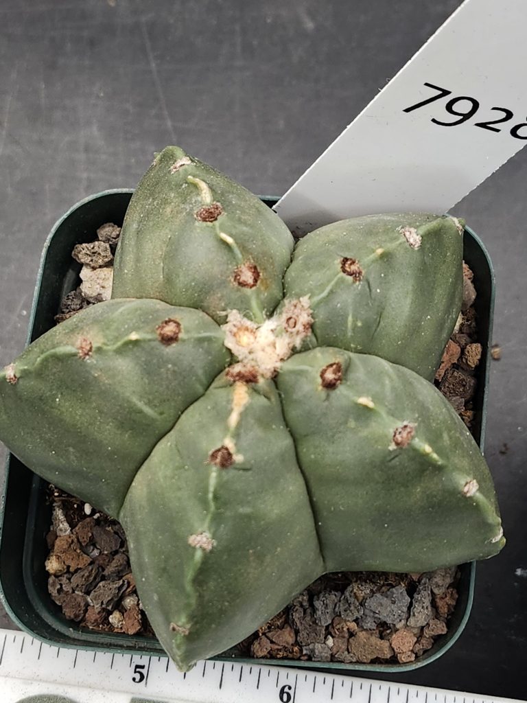 Astrophytum Myriostigma Nudum (Bishop's Cap) Cactus Unique Rare Beautiful  Fat Ribs Cacti #7928