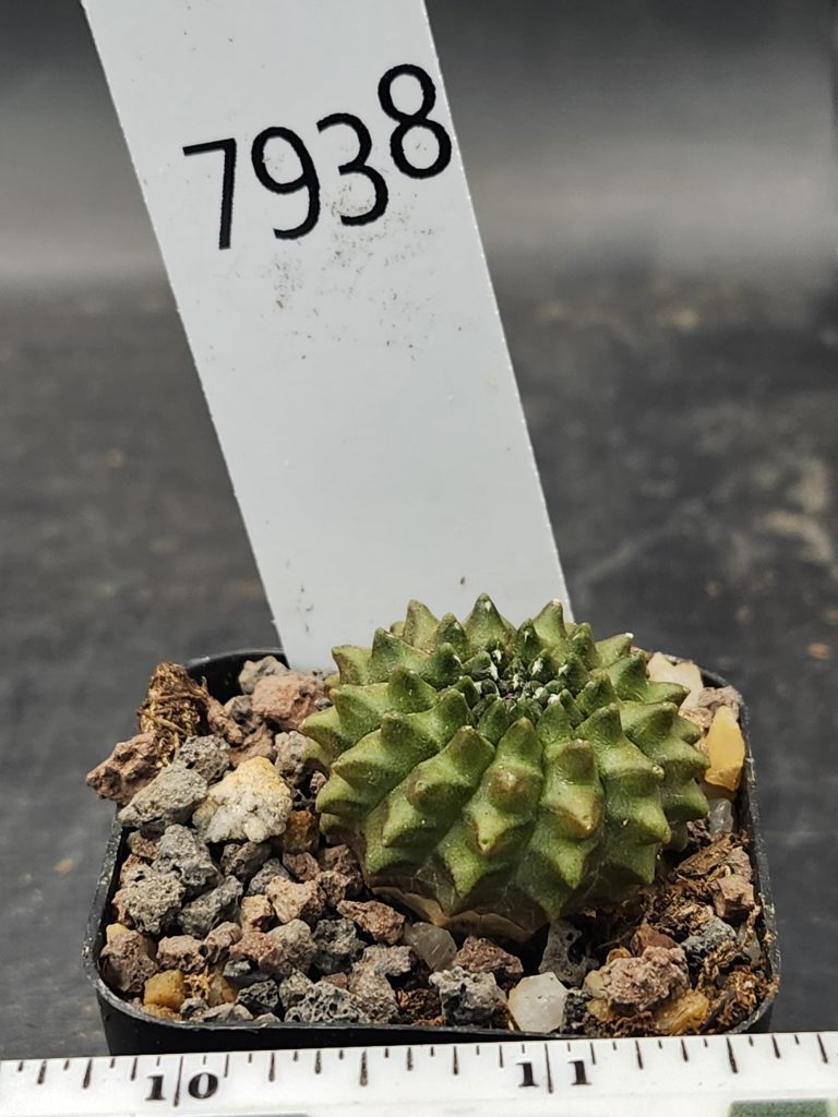 Gymnocalycium Cristata Crested Thornless Cactus Unique Rare Special Cacti #7938 - Image 3