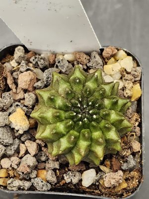Gymnocalycium Cristata Crested Thornless Cactus Unique Rare Special Cacti #7938