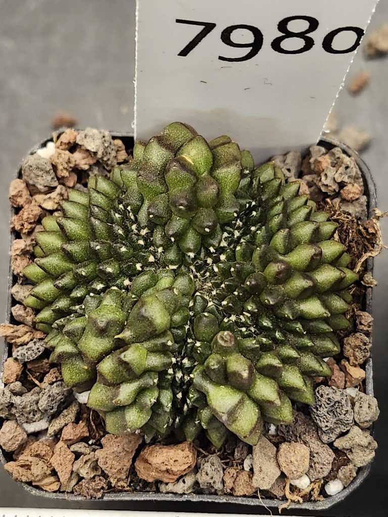 Gymnocalycium Cristata Crested Thornless Cactus Unique Rare Special Cacti #7980