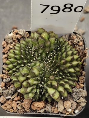 Gymnocalycium Cristata Crested Thornless Cactus Unique Rare Special Cacti #7980
