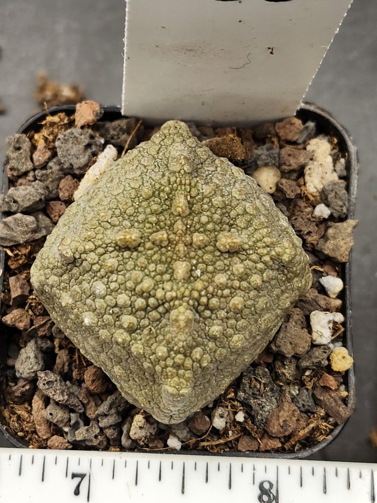 Rare Pseudolithos Cubiformis - Exotic Cube-Shaped Succulent, Ships Bare Root #7992