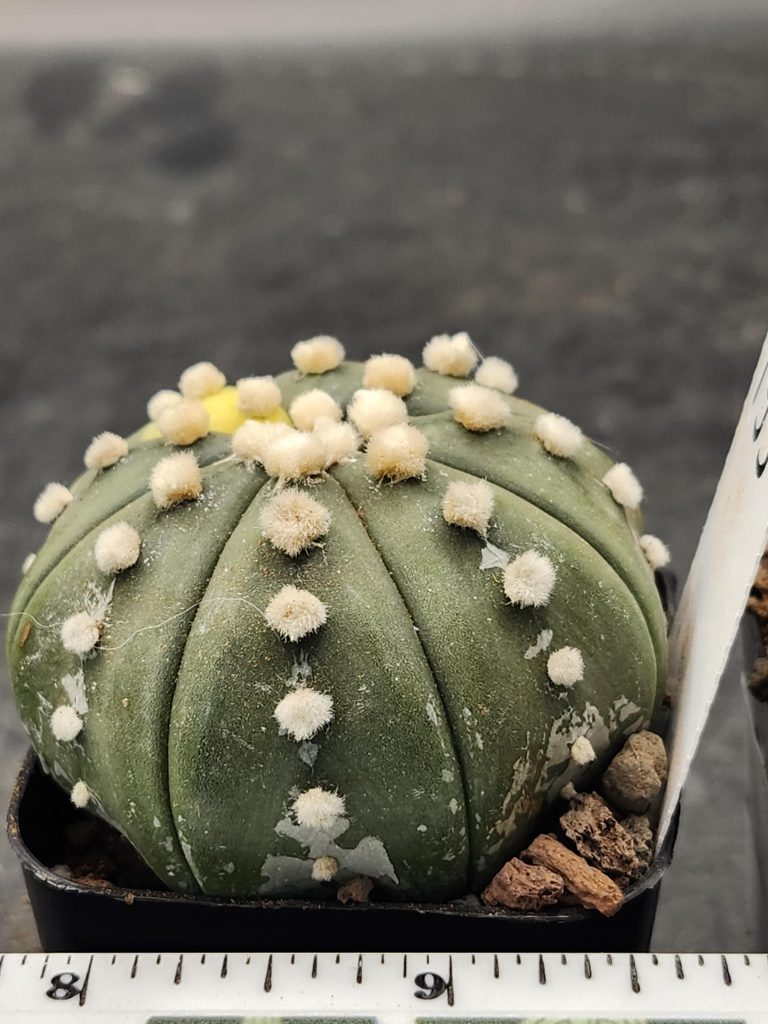 Astrophytum Variegated Cactus Beautiful mostly dark green with yellow spots and fuzz balls #7952 - Image 2