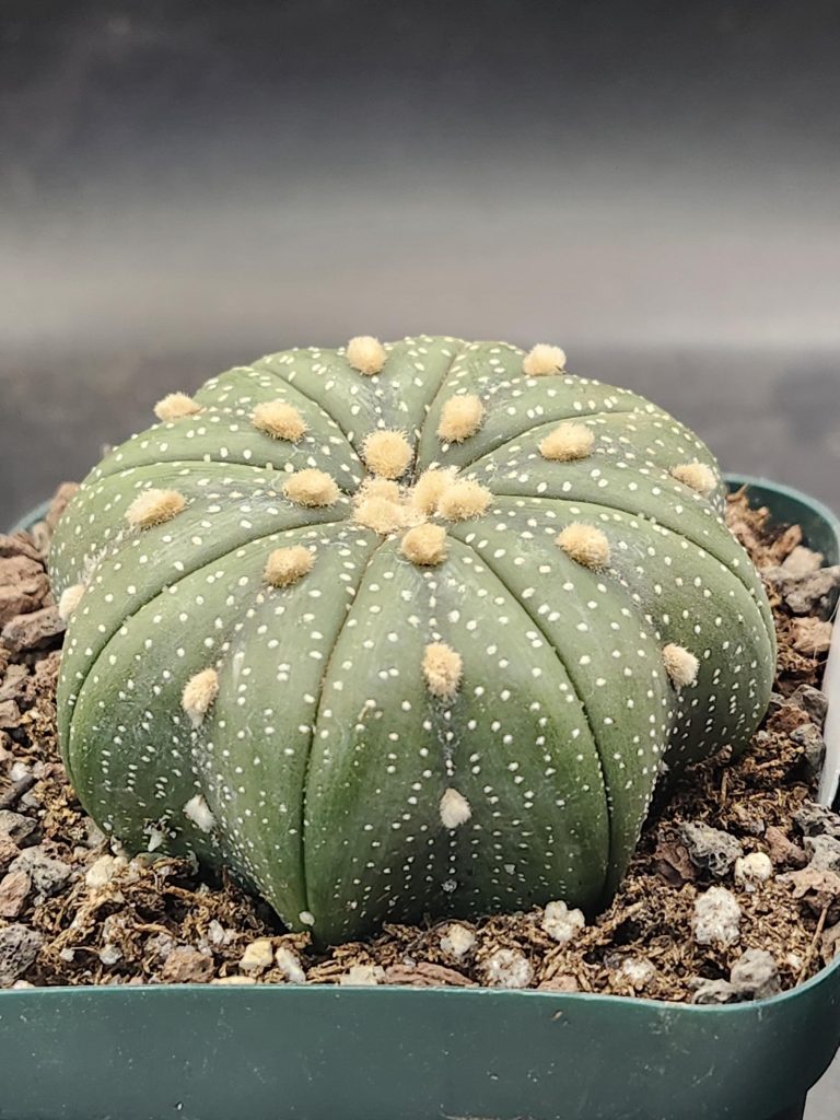 Astrophytum Cactus Beautiful #7955 Gorgeous Cream Tufts and Perfect Legs, Large Live Cacti HUGE - 2.75 inch pot - Image 2