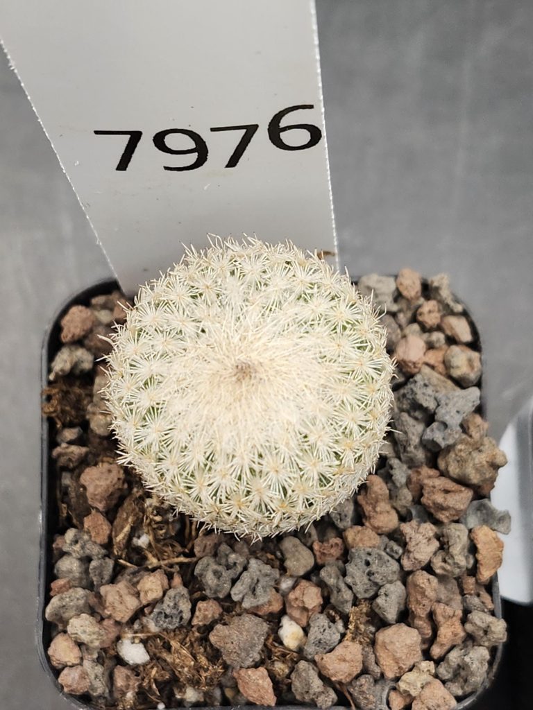 Epithelantha Micromeris Cactus – Rare Miniature Button Cactus, Perfect for Succulent Collections! #7976 - Image 2