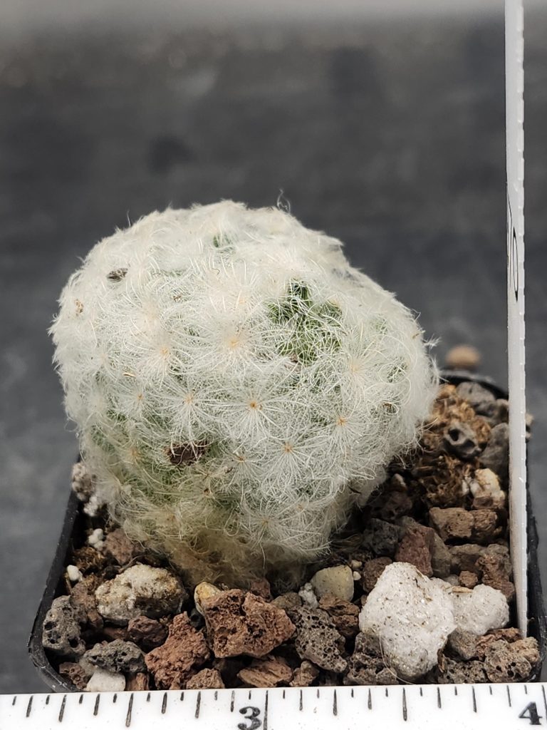 Mammillaria Plumosa  Soft Fuzzy Feather Cactus Unique Striking Funky Cactus Fun Pretty #7970 - Image 3