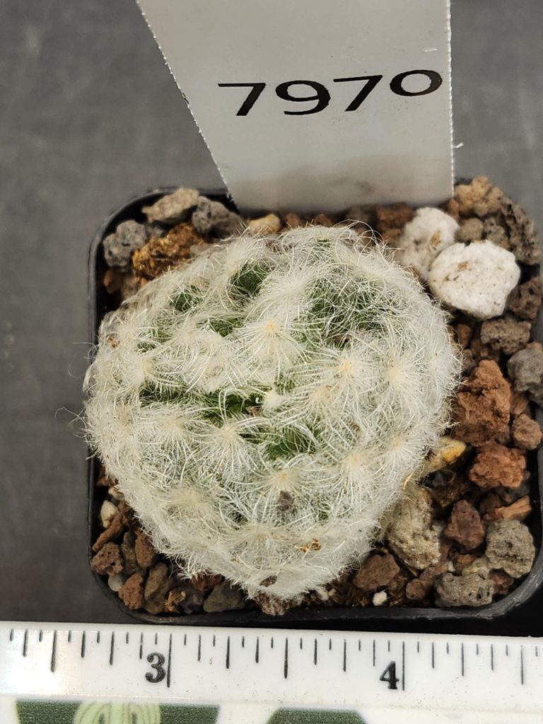 Mammillaria Plumosa  Soft Fuzzy Feather Cactus Unique Striking Funky Cactus Fun Pretty #7970 - Image 2
