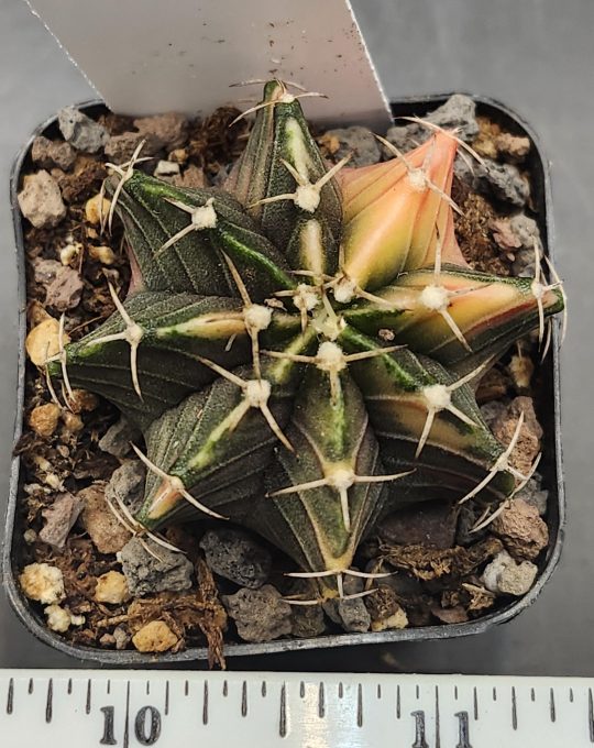 Gymnocalycium Mihanovichii Variegated Great Dark Gothic and Pretty Cactus #7920